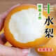 驚喜果園直發(fā)秋季月梨豐水梨 新鮮現(xiàn)摘孕婦水果整箱 5斤帶箱(凈重4.5斤) 精選裝單果200g+