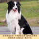 邊境牧羊犬隕石邊牧幼犬活體七白三通黑白金邊中型犬 寵物級 純種 公 x 幼年犬(45日齡-12月齡)