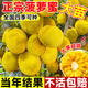 景琳涵菠蘿蜜樹(shù)樹(shù)苗嫁接果樹(shù)果苗四季水果苗室內外庭院盆栽種苗耐寒榴蓮 馬來(lái)西亞1號黃肉菠蘿蜜1棵（50-60cm）