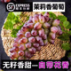 博多客現摘茉莉香葡萄 新鮮無(wú)籽玫瑰香郁金香葡萄 當季水果無(wú)籽提子順豐 2斤