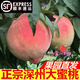 玫梔深州大蜜桃壽桃水蜜桃甜毛桃子中秋節禮物禮盒裝新鮮孕婦水果順豐 深州大壽桃 順豐 單果7-8兩 6顆禮盒裝