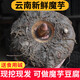 魔芋 云南新鮮現挖現發(fā)生魔芋頭農家自種魔芋豆腐原料正宗生魔芋 2斤—鮮果 中果(單果1斤左右)+食用堿