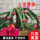 君揚廣西紅心火龍果苗紅白紫肉四季南北種植陽(yáng)臺盆栽地栽當年結果金都 蜜玄龍火龍果 15-30cm
