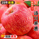 傾小野正宗陜西洛川縣蘋(píng)果新鮮水果當季不打蠟紅富士冰糖心一級脆甜大果 4.5斤中果（80-85mm）10-12顆