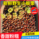 板栗生新鮮2025年新鮮野生小毛栗子板栗生油栗江西小板栗送剝栗器 (2500g)新鮮野生小板栗