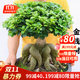 嘆為觀(guān)止大型綠植各種大型盆栽發(fā)財樹(shù)金錢(qián)樹(shù)榕樹(shù)流泉楓辦公室內盆景好養活 金錢(qián)榕【40-60xm】