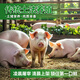 果亦橙土豬 農家散養年豬 整頭豬 半只豬 新鮮現殺生鮮豬肉 半頭豬約40KG
