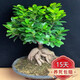 大型小葉榕樹S造型8字盆景盆栽室內(nèi)客廳植物人參榕樹苗老樁綠植h 320口徑大款人參榕(4O-45cm高)