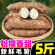 廣東茂名毛薯5斤新鮮山藥現(xiàn)挖甜薯沙地白心紅番薯農(nóng)家自種腳板薯 1斤 小果【40-100g】粉面香甜