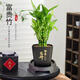 特價(jià)富貴荷花竹盆栽植物室內凈化空氣綠植辦公室桌面四季好養盆栽 荷花竹+節節高升盆+圓底座【1盆】 盆口直徑約8cm