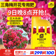 史丹利三角梅開(kāi)花專(zhuān)用肥花肥料營(yíng)養液家用盆栽花卉植物催花爆花肥500ml