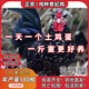 一斤重純種貴妃雞活苗半大宮廷觀(guān)賞雞苗貴婦雞散養脫溫小雞活苗 0.8-1斤重貴妃雞  5只【1公4母】