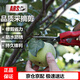 愛(ài)麗斯 ARS SE-45采摘剪稀果間蔬果剪摘果神器蔬菜采摘園藝剪園藝工具
