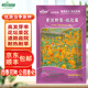 斡爾園林黃波斯菊野花種子硫化菊花卉種子四季播種種籽花種子1斤裝