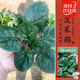壽禾 菠菜種子苗秋冬季耐寒趴地青菜蔬菜種籽 濰豐本鮮趴地菠種子25g