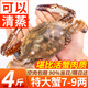 舟山梭子蟹 整只特大螃蟹鮮活冷凍海鮮水產(chǎn) 7-9兩/只【可清蒸】凈重4斤
