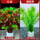 七葉島水草魚(yú)缸造景水草植物直接入缸水培植物蜈蚣草水溶懶人造景整套 【精品級】紅波+蜈蚣草（送凈水環(huán)）
