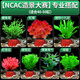 勝畫(huà)魚(yú)缸水草植物直接入缸真水草凈化竹節草蜈蚣草懶人養魚(yú)水草造景 【NCAC賽級套餐】】專(zhuān)業(yè)搭配適合40-50缸