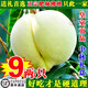 菓靈稥肥城肥桃佛桃 泰安特產(chǎn)脆甜桃新鮮水果山東大桃子水蜜桃中秋節 6顆單果9兩左右實(shí)惠裝 順豐直達 送禮佳品