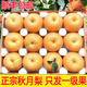 正宗秋月梨新鮮水果山東萊陽(yáng)禮盒裝當季冰糖羊脂梨子大果5/10斤整 5斤 【精選大果】商品質(zhì)丨強烈