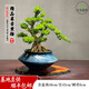 卓美御庭高端黃楊造型盆景老樁真樹(shù)室內(nèi)外庭院客廳陽(yáng)臺(tái)辦公室耐活好養(yǎng)盆栽 精品黃楊盆景