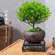 小葉赤楠盆景老樁盆栽植物辦公室室內(nèi)花卉桌面四季常青好養(yǎng)綠植 小葉赤楠+舍得盆+苔蘚+底座