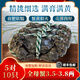 【活蟹】澄湖掌柜大閘蟹 鮮活螃蟹蘇州精品大閘蟹 水產(chǎn)生鮮禮盒 精品全母蟹3.5-3.8兩 5對10只 蘇州精品大閘蟹