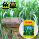 綠中城黑麥草種籽子種多年生牧草種子畜牧養(yǎng)殖草種雞鴨牛羊魚草種籽四季 【進(jìn)口蘇丹草】一公斤 廠家原裝
