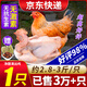 柒島清遠(yuǎn)雞生鮮廣東土雞整只農(nóng)家散養(yǎng)走地雞童子雞特產(chǎn) 凈膛清遠(yuǎn)雞1只【約2.8-3斤/只】