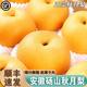 南步安徽碭山秋月梨【順豐速發(fā)】正宗羊脂梨冰糖豐水梨水果中秋送禮盒 8.5斤 精品大果【單果300g+】