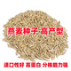 花賽燕麥種子家畜喜食多茬收割耐寒大麥畜牧養殖多年生黑麥草牧草種子 燕麥草種子/1斤裝