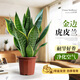 靜黛軒金邊虎皮蘭桌面盆栽綠植易活好養耐旱植物辦公室內花卉客廳虎尾蘭 金邊虎皮蘭30-40cm原膠盆