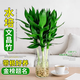 花翁水培綠植物招財轉運室內水養花卉盆栽文昌竹4支(35-40cm)源頭直發(fā)
