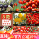 花沃里8款西紅柿種子大全 蔬菜種子陽(yáng)臺花盆栽小番茄黑鉆石紫珍珠大番茄