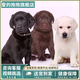 愛(ài)的抱抱純種拉布拉多幼犬大骨架高智商黑拉拉幼崽大型犬導盲犬活體寵物狗 血統級 拉布拉多 公