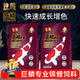 神陽(yáng)巨鱗錦鯉魚(yú)飼料高蛋白增色增體專(zhuān)用魚(yú)糧賽級營(yíng)養魚(yú)食搭配套餐 育成1kg+艷紅1kg S粒（快速成長(cháng)增色）