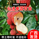 君揚無(wú)核A4妃子笑荔枝樹(shù)苗桂味糯米糍白糖罌雞嘴荔糯米糍荔枝王荔枝苗 仙進(jìn)奉荔枝苗 兩年苗50-70cm高(帶土帶葉)