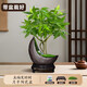 靜黛軒五福發(fā)財樹(shù)盆栽室內客廳辦公室桌面綠植花卉四季好養植物凈化空氣 五福發(fā)財樹(shù)（月牙陶瓷盆） 送底座