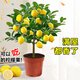 月季村香水檸檬樹(shù)盆栽可食用老樁樹(shù)苗室內陽(yáng)臺庭院 40cm+原盆 源頭直發(fā)