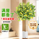 臨雅花葉檸檬樹(shù)盆栽室內大型綠植好養真樹(shù)苗1.5-1.6m吸水盆源頭直發(fā)