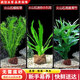 瘋狂水草（FKSC）真水草魚(yú)缸造景套餐凈化水質(zhì)懶人魚(yú)缸水草植物直接入缸蜈蚣草 【火山石】懶人無(wú)憂(yōu)組合二3棵