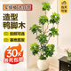 植男植女鴨腳木客廳盆栽八方來(lái)財室內落地大型綠植DIY造型源頭直發(fā)