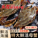 【鮮活發(fā)貨】梭子蟹鮮活特大野生青島螃蟹新鮮海蟹飛蟹類(lèi)海鮮禮盒 超大高品質(zhì)梭子蟹3斤【共6-9只】