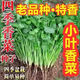 四季播種蔬菜種子青菜香菜白菜生菜番茄小蔥黃瓜種子陽(yáng)臺盆栽菜籽 四季小葉香菜(一包500粒送有機肥)