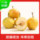 鮮味里正宗南果梨東北特產(chǎn)鞍山南國梨小香水梨軟梨包郵 5斤大果30顆 單果70g+