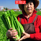 京地達山東新鮮大西芹 凈重4.5斤 單棵500g+ 榨汁專(zhuān)用 源頭直發(fā)包郵