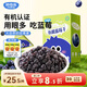 妙伯樂(lè )有機藍莓干100g寶寶無(wú)添加糖油兒童零食藍莓水果早餐休閑果肉干