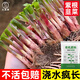 大禹韭菜根苗新根紫紅根大葉韮菜移栽根種子四季壽光本地老品種蔬菜 紫紅根韭菜根苗100棵+1斤豆粕肥紫色不明顯