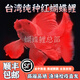 純種臺灣蝴蝶鯉魚(yú)好養耐活淡水冷水觀(guān)賞魚(yú)金魚(yú)錦鯉大尾大鰭活體 普身圓手鰭紅蝴蝶】14-16厘米1條