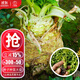 大禹根芹苗芹菜苗大頭蔬菜小香芹籽青菜陽(yáng)臺盆栽秋冬季家庭 地中海根芹菜苗 10棵